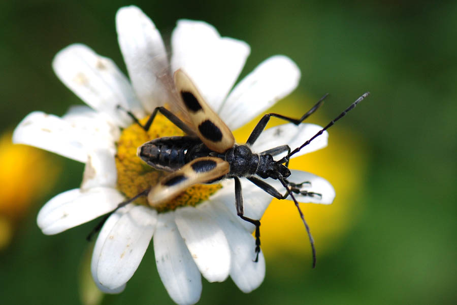 Pachyta quadrimaculata